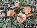 Laccaria laccata-amf1061-1